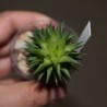 Haworthia globifera