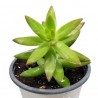 Sedum adolfii