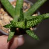 Aloe ciliaris