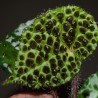 Begonia melanobulata