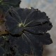Бегония Begonia Dark Mamba