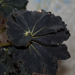 Begonia Dark Mamba