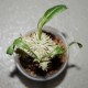 Пахиподиум Pachypodium brevicaule