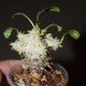 Пахиподиум Pachypodium brevicaule