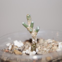 Авония Avonia albissima