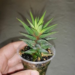 Haworthia reinwardtii variegata