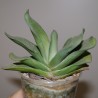 Gasteria Silver Strips x Misuzu Fuji - детка