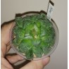 Haworthia Love Heart Shibatoshi - детка