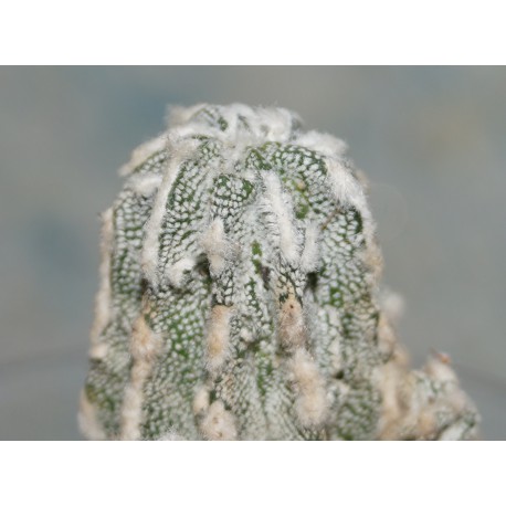 Astrophytum fukuryu
