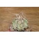 Astrophytum capricorne  Weisse Stachel