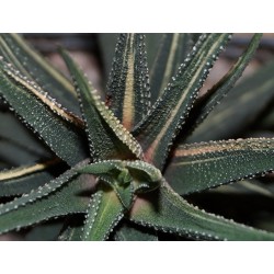 Хавортия Haworthia radula variegata / Галерея