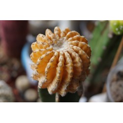 Дискокактус Discocactus horstii variegata / Галерея