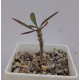 Euphorbia sakarahaensis