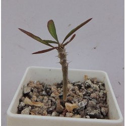 Эуфорбия Euphorbia sakarahaensis