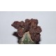 Echinopsis 'Chocolate' monsrosa