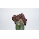 Echinopsis 'Chocolate' monsrosa