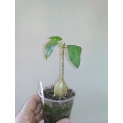 Фикус Ficus palmeri - Галерея