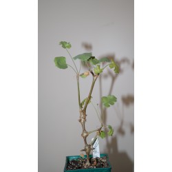 Pelargonium gibbosum