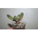 Euphorbia tubiglans