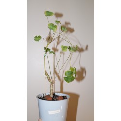 Pelargonium cortusina