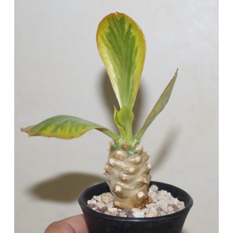 Euphorbia poissonii variegata