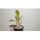 Euphorbia poissonii variegata