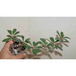 Эуфорбия Euphorbia bongolavensis / Галерея