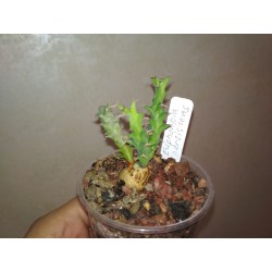 Эуфорбия Euphorbia persistens - Галерея