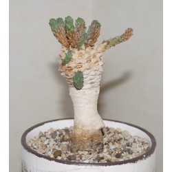 Эуфорбия Euphorbia colliculina / Галерея