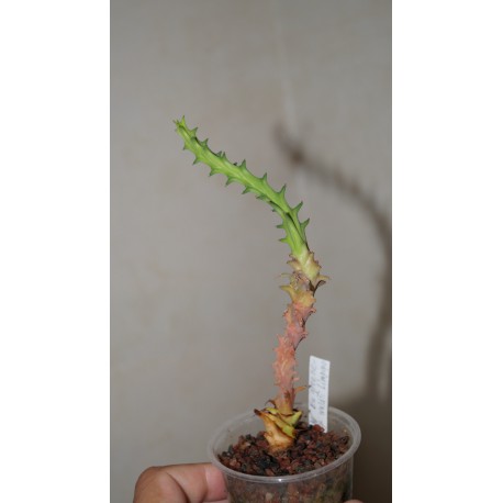 Euphorbia groenewaldii