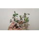 Euphorbia sp aff bulbispina