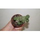 Monadenium ritchiei многоголовый