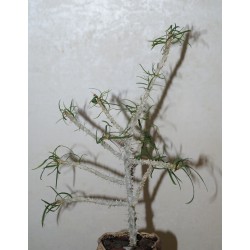 Euphorbia Brachyphylla