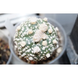 Astrophytum Hanazono - прививка