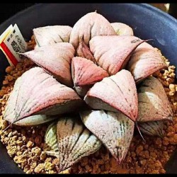 Haworthia splendens Princess Kazunomiya