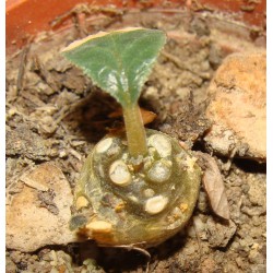 Дорстения Dorstenia foetida small