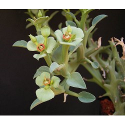 Euphorbia hamata