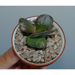 Adromischus maculatus 'Calico Hearts'