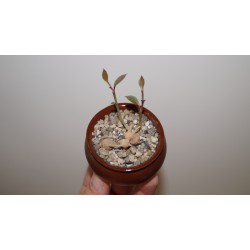Эуфорбия Euphorbia stoloniferum бонсай / Галерея
