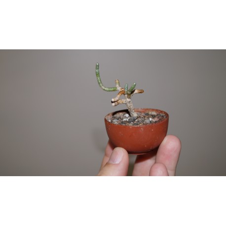 Avonia albissima бонсай