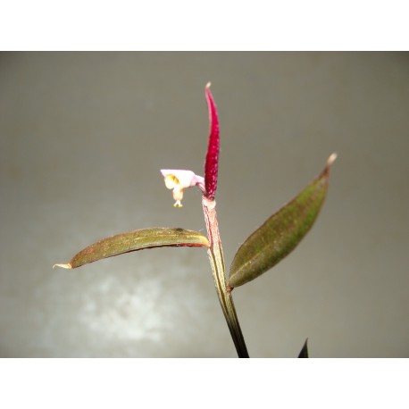 Monadenium (Euphorbia) rubellum