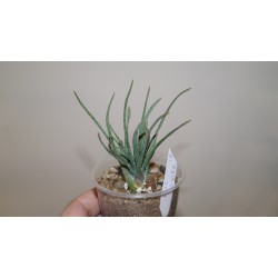 Алоэ Aloe bowiea / Галерея