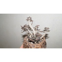 Эуфорбия Euphorbia cylindrifolia бонсай1/Галерея