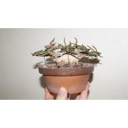 Эуфорбия Euphorbia cylindrifolia бонсай2/Галерея