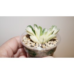 Haworthia Seiko Nishiki reverse variegata