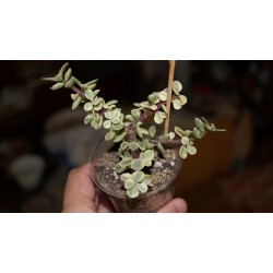 Portulacaria afra variegata - неукорененный черенок