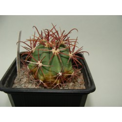 Ferocactus coloratus