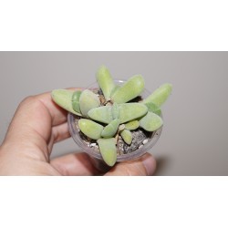 Cheiridopsis purpurea / Галерея