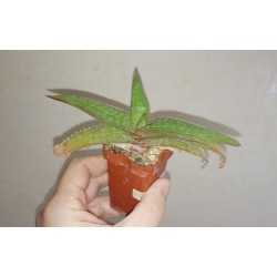 Алоэ Aloe branddraaiensis
