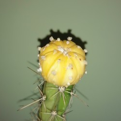 Астрофитум Astrophytum asterias variegata Yellow / Галерея